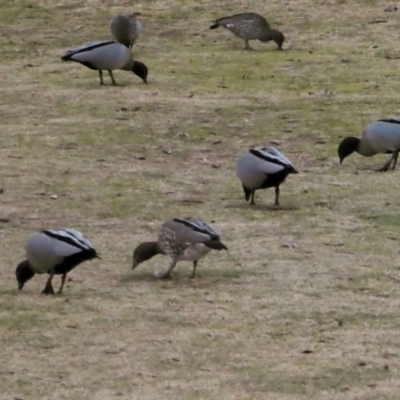 Chenonetta jubata (Australian Wood Duck) at Federal Golf Course - 7 Jul 2018 by JackyF