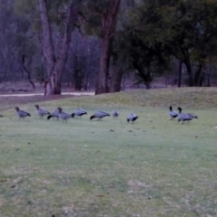 Chenonetta jubata at Red Hill, ACT - 7 Jul 2018 05:04 PM