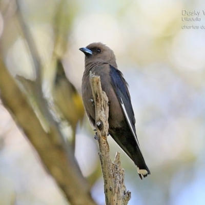 Artamus cyanopterus (Dusky Woodswallow) at Ulladulla, NSW - 14 Jan 2015 by CharlesDove