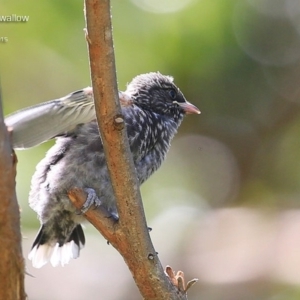 Artamus cyanopterus at Ulladulla, NSW - 15 Jan 2015