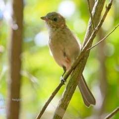 Pachycephala pectoralis (Golden Whistler) at Ulladulla, NSW - 15 Jan 2015 by CharlesDove