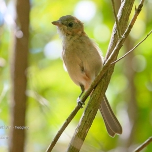 Pachycephala pectoralis at Ulladulla, NSW - 15 Jan 2015