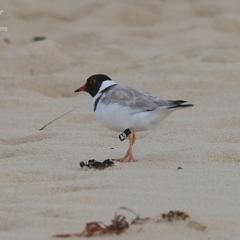 Charadrius rubricollis (Hooded Plover) at Cunjurong Point, NSW - 15 Jan 2015 by Charles Dove