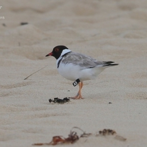 Charadrius rubricollis at suppressed - suppressed