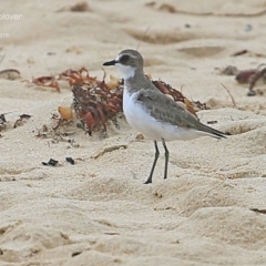 Anarhynchus mongolus (Siberian Sand-Plover) at Cunjurong Point, NSW - 15 Jan 2015 by Charles Dove