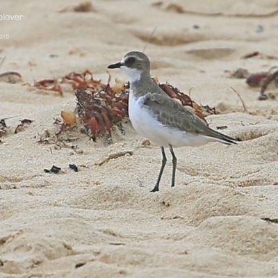 Anarhynchus mongolus (Siberian Sand-Plover) at Cunjurong Point, NSW - 16 Jan 2015 by CharlesDove