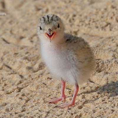 Sternula albifrons (Little Tern) at Cunjurong Point, NSW - 6 Jan 2015 by CharlesDove