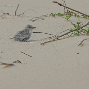 Sternula albifrons at Cunjurong Point, NSW - 6 Jan 2015