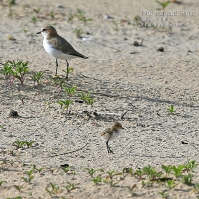 Anarhynchus ruficapillus (Red-capped Plover) at Lake Conjola, NSW - 6 Jan 2015 by CharlesDove
