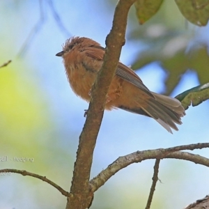 Rhipidura rufifrons at Morton National Park - 15 Jan 2015 12:00 AM