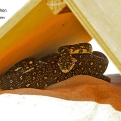 Morelia spilota spilota (Diamond Python) at Cunjurong Point, NSW - 1 Jan 2015 by Charles Dove