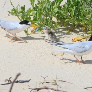 Sternula albifrons at Cunjurong Point, NSW - 6 Jan 2015