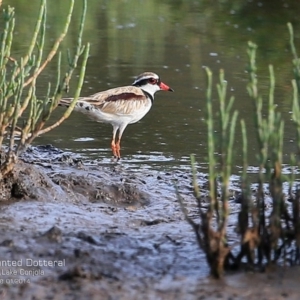 Charadrius melanops at Lake Conjola, NSW - 3 Jan 2015