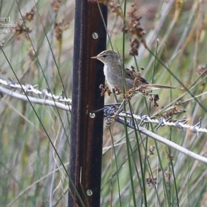 Poodytes gramineus at Lake Conjola, NSW - 3 Jan 2015