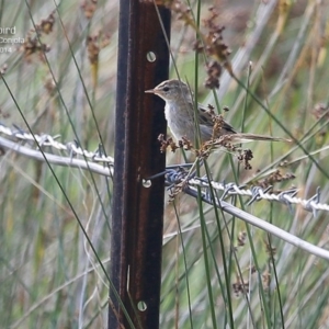 Poodytes gramineus at Lake Conjola, NSW - 3 Jan 2015 12:00 AM
