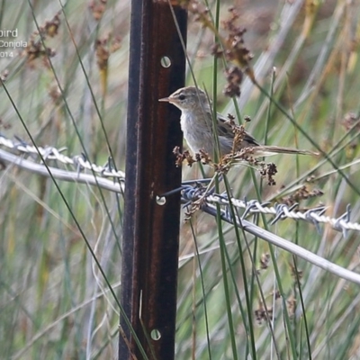 Poodytes gramineus (Little Grassbird) at Lake Conjola, NSW - 2 Jan 2015 by Charles Dove