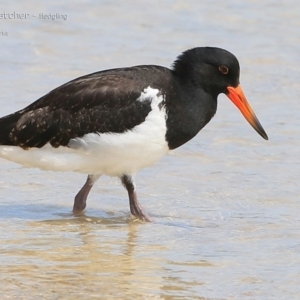 Haematopus longirostris at Lake Conjola, NSW - 2 Jan 2015