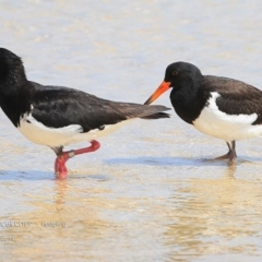 Haematopus longirostris at Lake Conjola, NSW - 2 Jan 2015