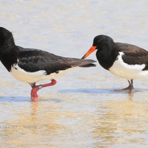 Haematopus longirostris at Lake Conjola, NSW - suppressed
