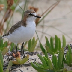 Anarhynchus ruficapillus (Red-capped Plover) at Conjola Bushcare - 28 Dec 2014 by CharlesDove