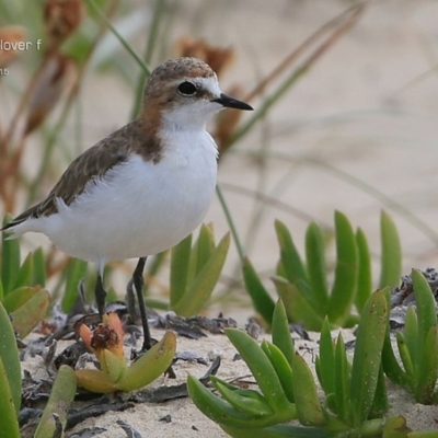 Anarhynchus ruficapillus (Red-capped Plover) at Lake Conjola, NSW - 29 Dec 2014 by CharlesDove