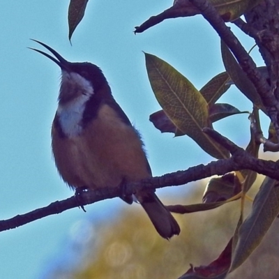Acanthorhynchus tenuirostris (Eastern Spinebill) at Acton, ACT - 9 Jul 2018 by RodDeb