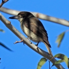 Cracticus torquatus (Grey Butcherbird) at Canberra Central, ACT - 9 Jul 2018 by RodDeb