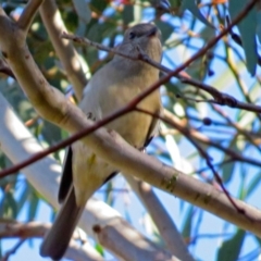 Pachycephala pectoralis (Golden Whistler) at ANBG - 9 Jul 2018 by RodDeb