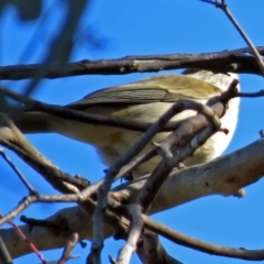 Pachycephala pectoralis at Acton, ACT - 9 Jul 2018 01:22 PM