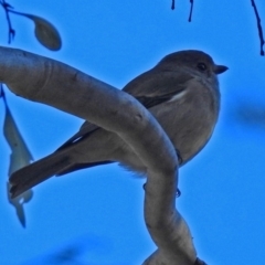 Pachycephala pectoralis at Acton, ACT - 9 Jul 2018