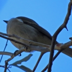 Pachycephala pectoralis at Acton, ACT - 9 Jul 2018 01:22 PM