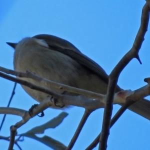 Pachycephala pectoralis at Acton, ACT - 9 Jul 2018 01:22 PM