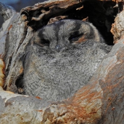 Aegotheles cristatus (Australian Owlet-nightjar) at ANBG - 9 Jul 2018 by RodDeb