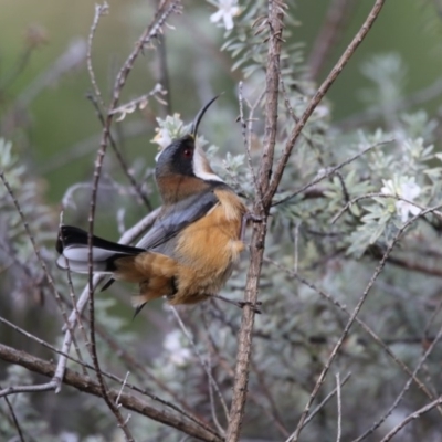 Acanthorhynchus tenuirostris (Eastern Spinebill) at Acton, ACT - 3 Jul 2018 by Alison Milton