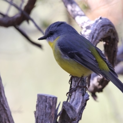 Eopsaltria australis (Eastern Yellow Robin) at ANBG - 3 Jul 2018 by Alison Milton