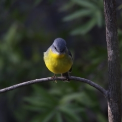 Eopsaltria australis at Acton, ACT - 3 Jul 2018 10:15 AM