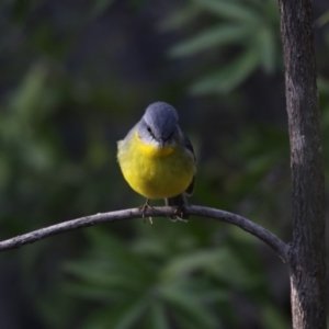 Eopsaltria australis at Acton, ACT - 3 Jul 2018 10:15 AM