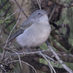 Pachycephala pectoralis (Golden Whistler) at ANBG - 3 Jul 2018 by Alison Milton