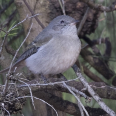 Pachycephala pectoralis (Golden Whistler) at Acton, ACT - 3 Jul 2018 by Alison Milton