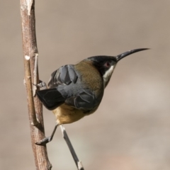 Acanthorhynchus tenuirostris (Eastern Spinebill) at ANBG - 3 Jul 2018 by Alison Milton