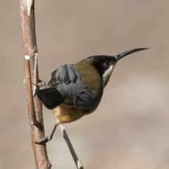 Acanthorhynchus tenuirostris (Eastern Spinebill) at Acton, ACT - 3 Jul 2018 by Alison Milton