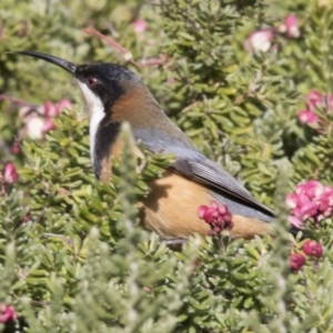 Acanthorhynchus tenuirostris at Acton, ACT - 3 Jul 2018 11:31 AM