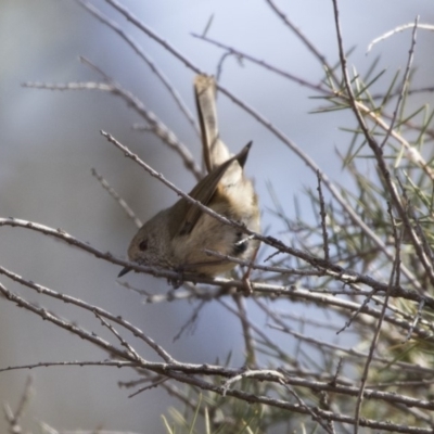 Acanthiza pusilla (Brown Thornbill) at ANBG - 3 Jul 2018 by Alison Milton