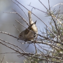 Acanthiza pusilla (Brown Thornbill) at Acton, ACT - 3 Jul 2018 by Alison Milton