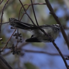 Rhipidura albiscapa (Grey Fantail) at Acton, ACT - 3 Jul 2018 by AlisonMilton
