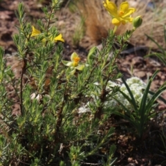 Hibbertia stricta (A Guinea-flower) at Gundaroo, NSW - 24 Oct 2015 by MaartjeSevenster