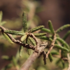 Hibbertia stricta at Gundaroo, NSW - 24 Oct 2015