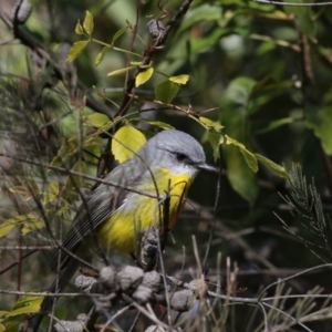 Eopsaltria australis at Acton, ACT - 3 Jul 2018