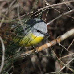 Eopsaltria australis at Acton, ACT - 3 Jul 2018