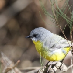 Eopsaltria australis at Acton, ACT - 3 Jul 2018